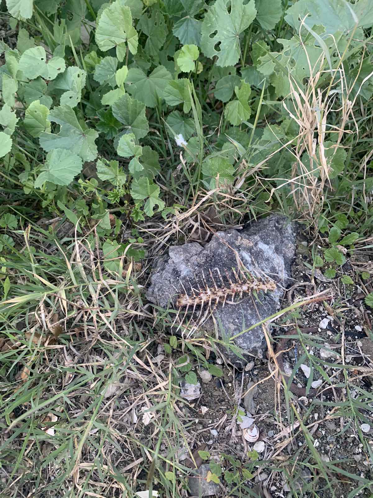 δηλητήριο γάτων